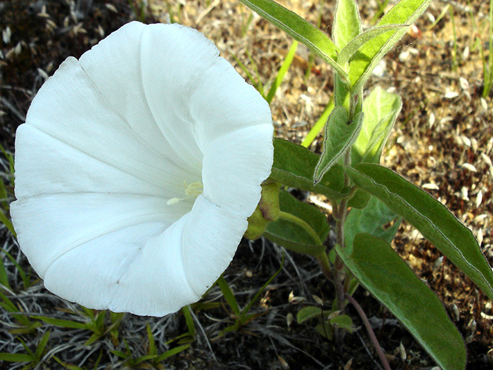 Low false bindweed (Calystegia spithamaea) : Flower