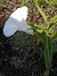Low false bindweed : 1- Flowering plant