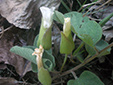 Low false bindweed : 4- Closed flowers