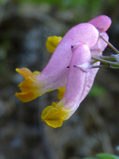 Pink corydalis (Capnoides sempervirens) : Fleurs