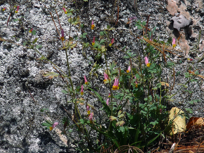 Pink corydalis (Capnoides sempervirens) : Flowering plant