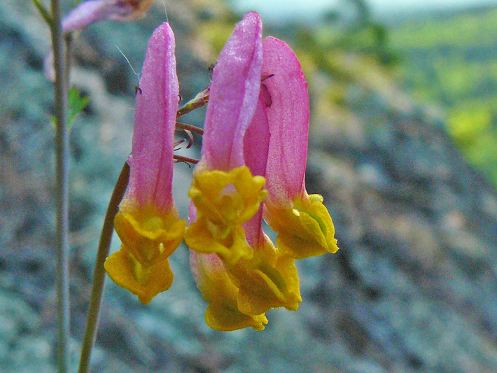 Pink corydalis (Capnoides sempervirens) : Flowers