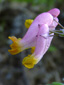 Pink corydalis : 1- Fleurs