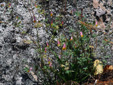 Pink corydalis : 2- Flowering plant