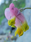 Pink corydalis : 3- Flowers