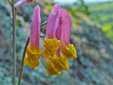Pink corydalis : 6- Flowers