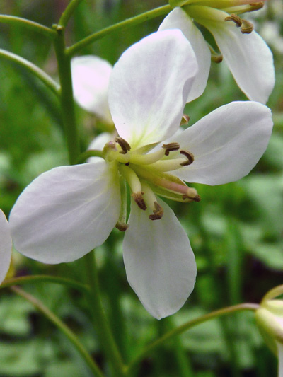 Two-leaved Toothwort (Cardamine diphylla) : Flower
