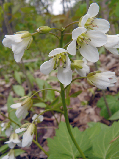 Two-leaved Toothwort (Cardamine diphylla) : Early inflorescence
