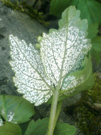 Two-leaved Toothwort (Cardamine diphylla) : Leaf parasite by  Albugo candida