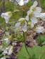 Two-leaved Toothwort : 4- Early inflorescence