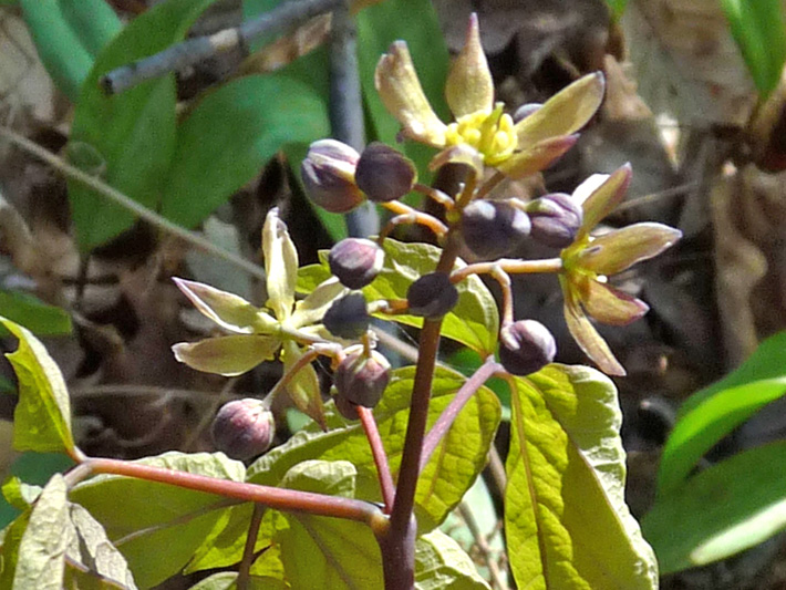 Blue cohosh (Caulophyllum thalictroides) : Buds and flowers
