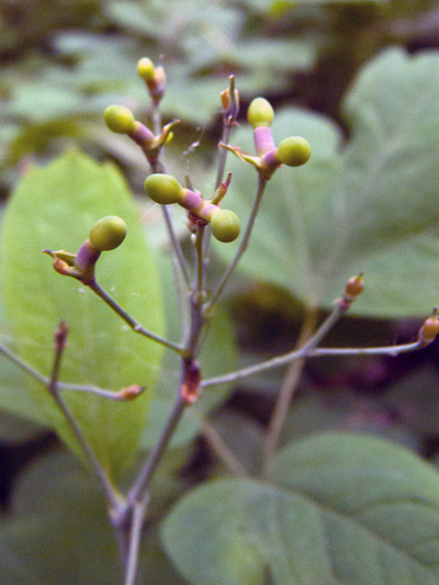 Blue cohosh (Caulophyllum thalictroides) : Immatures fruits (seeds)