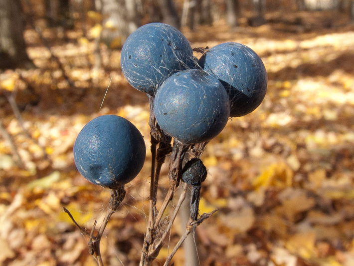 Blue cohosh (Caulophyllum thalictroides) : Fruits (seeds)