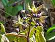 Blue cohosh : 3- Buds and flowers