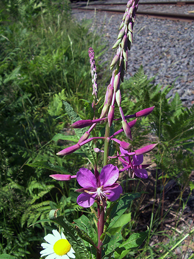 Fireweed (Chamaenerion angustifolium) : Flowering plant