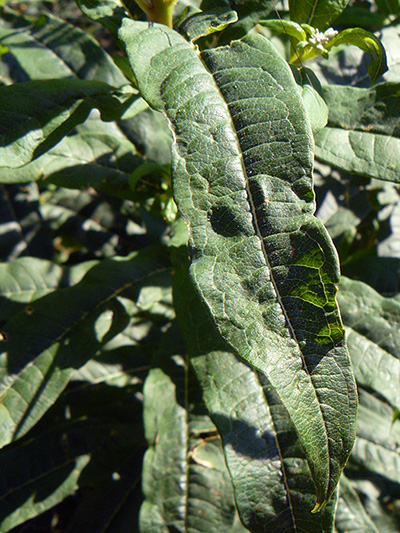 Fireweed (Chamaenerion angustifolium) : Leaf