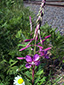 Fireweed : 1- Flowering plant