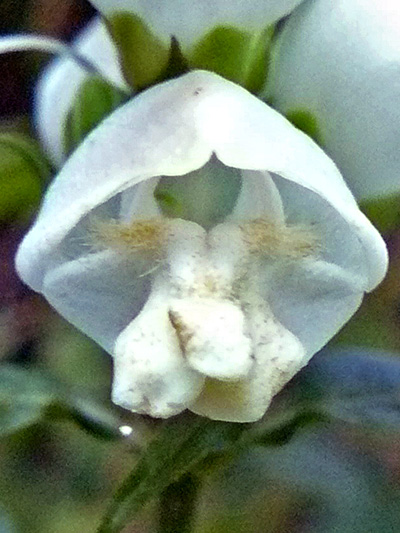 White turtlehead (Chelone glabra) : Flower