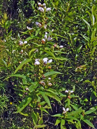 White turtlehead (Chelone glabra) : Flowering plant