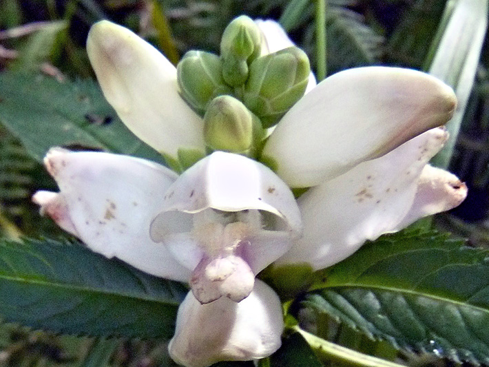 White turtlehead (Chelone glabra) : Flowers and buds
