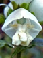 White turtlehead : 1- Flower