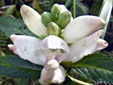 White turtlehead : 5- Flowers and buds