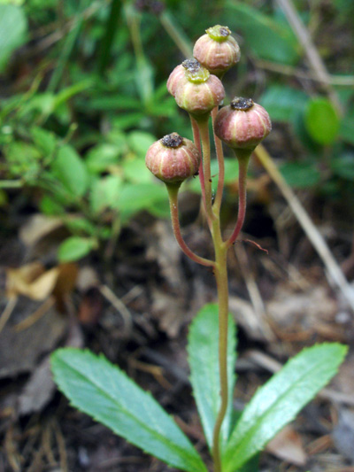 Common pipsissewa (Chimaphila umbellata) : Young fruits (capsules)