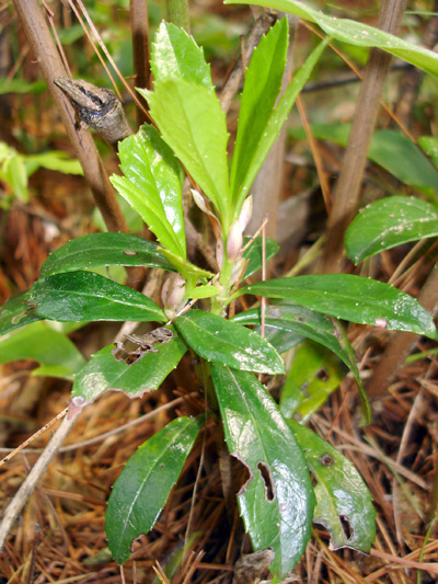 Common pipsissewa (Chimaphila umbellata) : New leaves