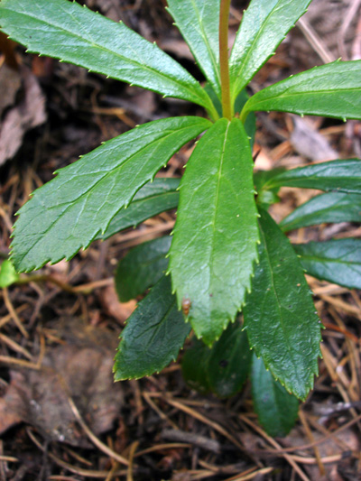 Common pipsissewa (Chimaphila umbellata) : Leaf