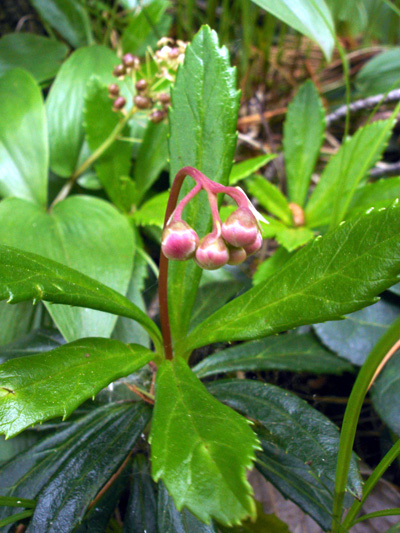 Common pipsissewa (Chimaphila umbellata) : Flower buds