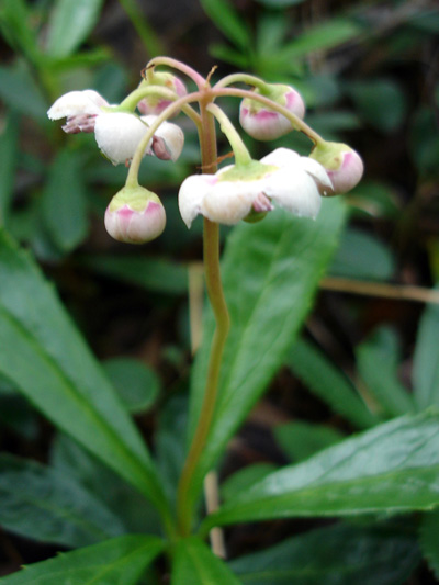 Common pipsissewa (Chimaphila umbellata) : Young flowers