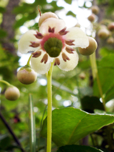 Common pipsissewa (Chimaphila umbellata) : Flower