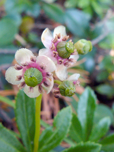 Common pipsissewa (Chimaphila umbellata) : Flowers