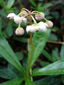Common pipsissewa : 5- Young flowers