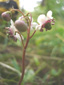 Common pipsissewa : 6- Buds and flowers