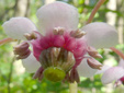Common pipsissewa : 9- Flower