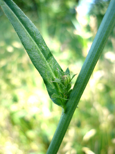 Wild chicory (Cichorium intybus) : Stalk, leaf and buds