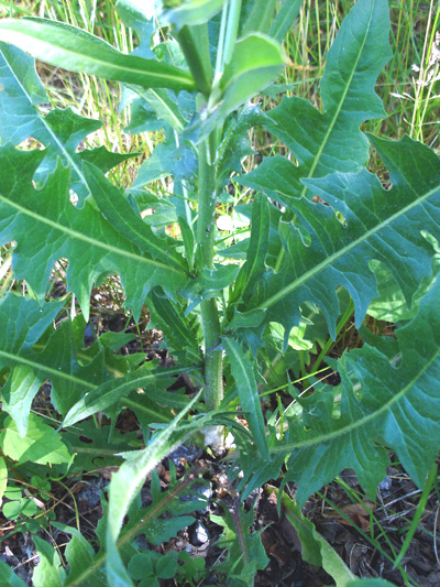 Wild chicory (Cichorium intybus) : Leaves