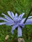Wild chicory : 6- Flower