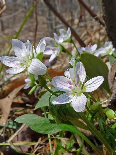 Carolina spring beauty (Claytonia caroliniana)