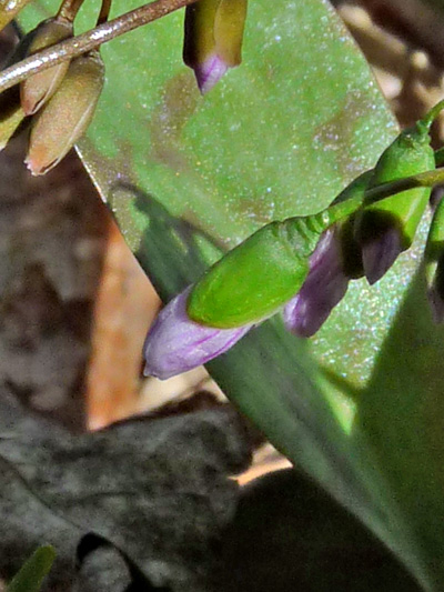 Carolina spring beauty (Claytonia caroliniana) : Bud