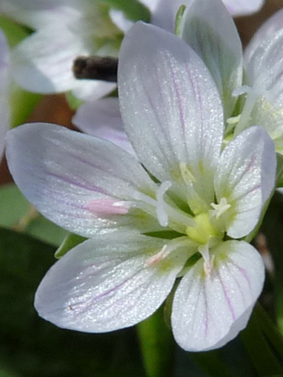 Carolina spring beauty (Claytonia caroliniana) : Flower