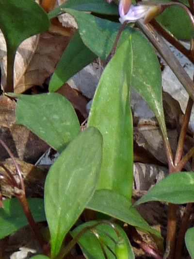 Carolina spring beauty (Claytonia caroliniana) : Leaves