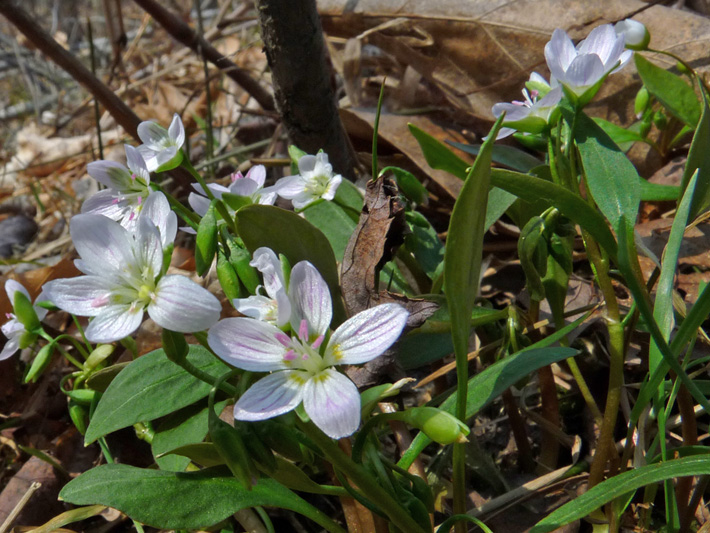 Carolina spring beauty (Claytonia caroliniana) : Flowering plants