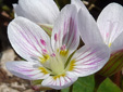 Carolina spring beauty : 2- Flower