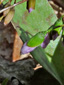 Carolina spring beauty : 3- Bud