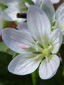 Carolina spring beauty : 4- Flower
