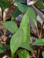 Carolina spring beauty : 6- Leaves