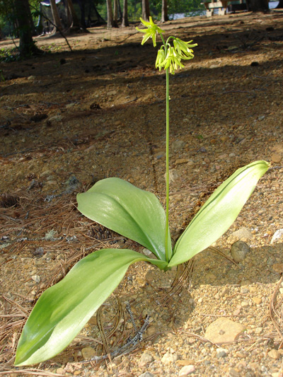 Yellow Clintonia (Clintonia borealis) : Flowering plant