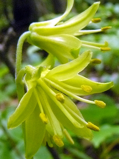 Yellow Clintonia (Clintonia borealis) : Flowers